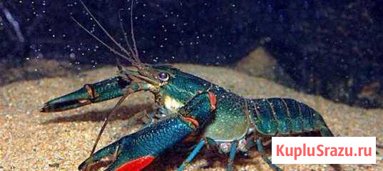 Австралийский красноклешневый рак (аккр) Мытищи - изображение 1