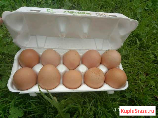 Домашние Яйца Белоозёрский - изображение 1
