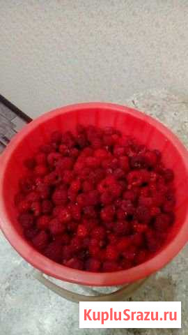 Малина Нижнекамск - изображение 1