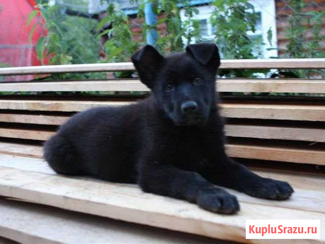 2-х месячные щенки немецкой овчарки Климовск - изображение 1
