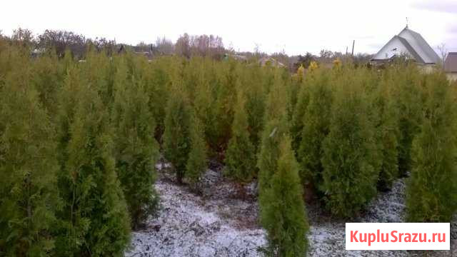 Туи Кедр Ель голубая Саранск - изображение 1