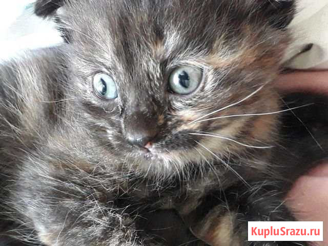 Котята вислоушки Каспийск - изображение 1