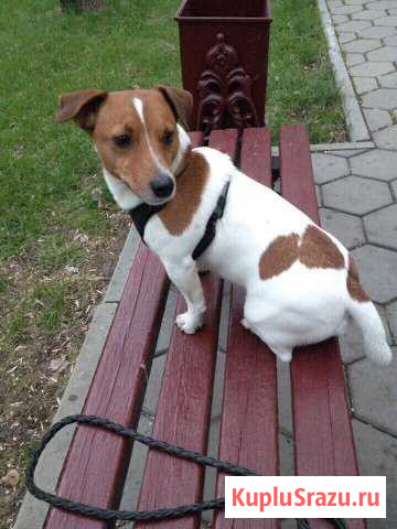 Вязка Джек Рассел Терьер Оренбург - изображение 1