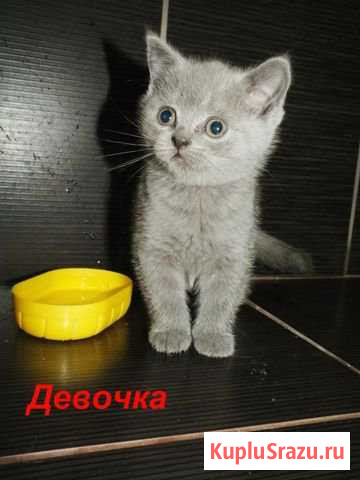 Шотландские котята Курск - изображение 1