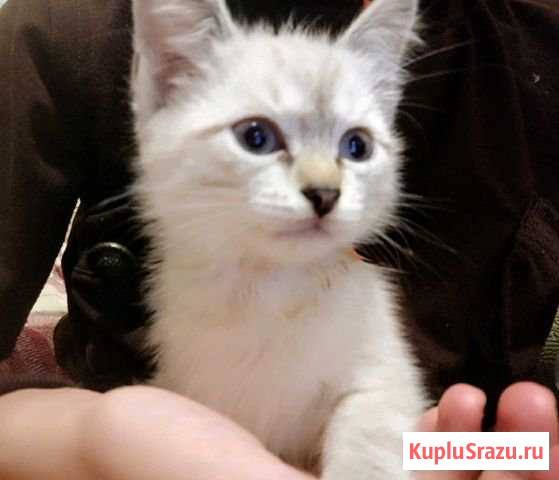 Котята в добрые руки есть мальчики и девочки Кушва - изображение 1