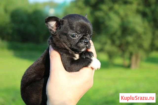 Супер мини Мальчик кобби Одинцово - изображение 1