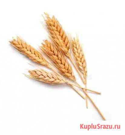 Пшеница Старый Оскол