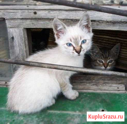 Котята в добрые руки Алексеевка - изображение 1
