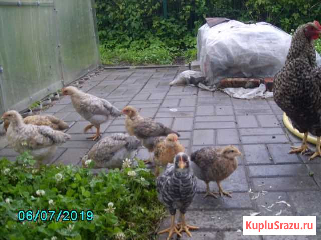 Цыплята Билефельдер Калининград - изображение 1