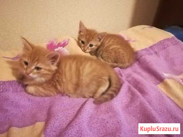Милые котята приучены к лотку Обнинск - изображение 1