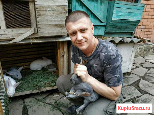 Кролики Красный Сулин - изображение 1