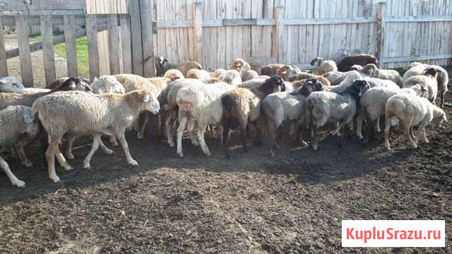 Продам баранов на Курбан-Байрам Бутка - изображение 1