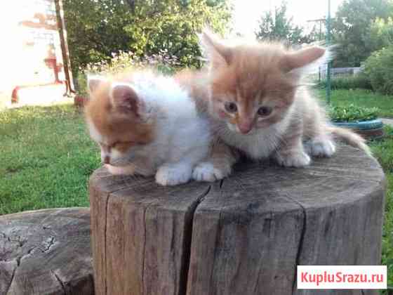 Котята Алексеевка