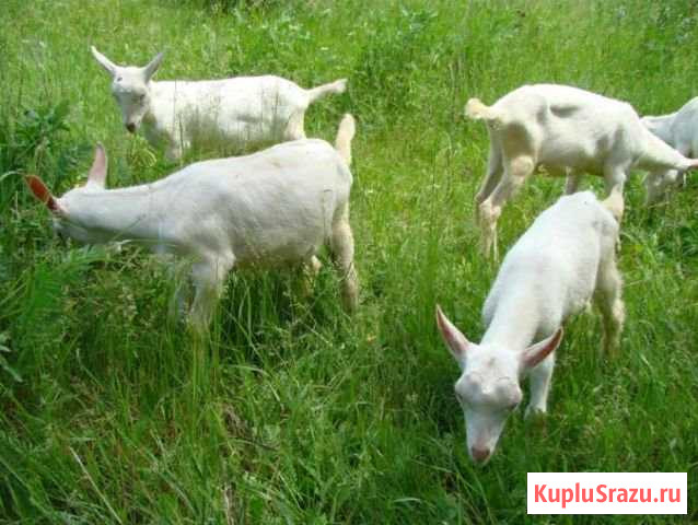 Козлики зааненской породы Озерск - изображение 1