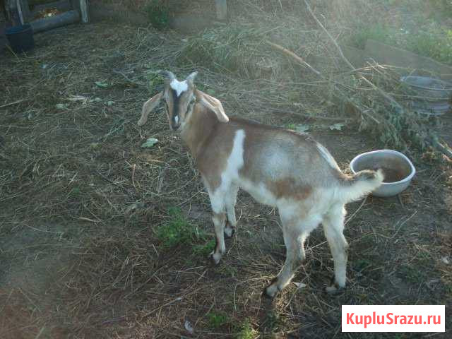 Козлик,козочка нубийские Дубна - изображение 1