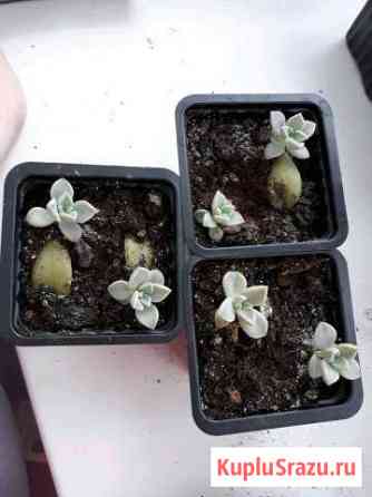 Эхеверия (echeveria) бесплатно Усть-Лабинск