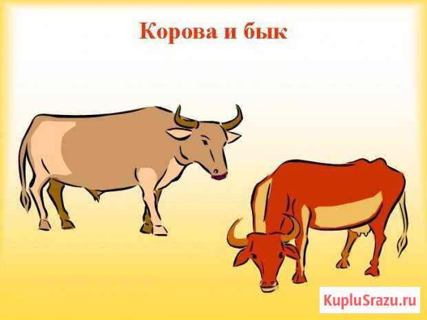 Корова и Бык вывоз Рязань - изображение 1