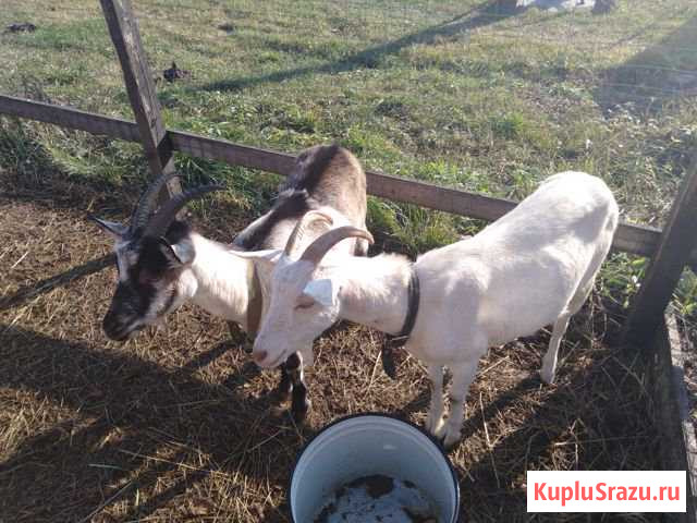 Нужна коза Куровское - изображение 1