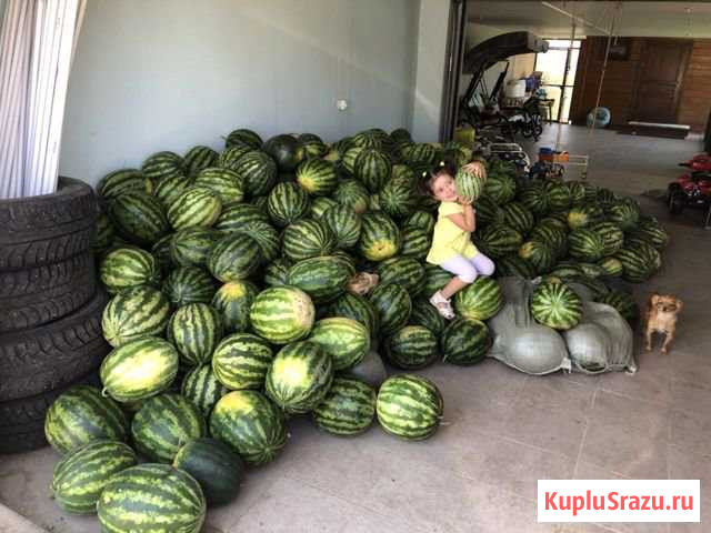 Арбузы и дыни разных сортов Краснослободск - изображение 1