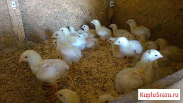 Цыплята и инкубационное яйцо бройлера Малоярославец - изображение 1