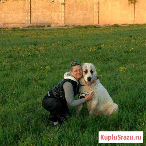 Вязка собак.Породистый алабай ждет свою невесту Одинцово