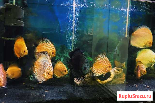 Дискусы Котельники - изображение 1
