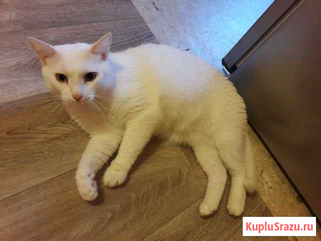 Кот Кстово - изображение 1