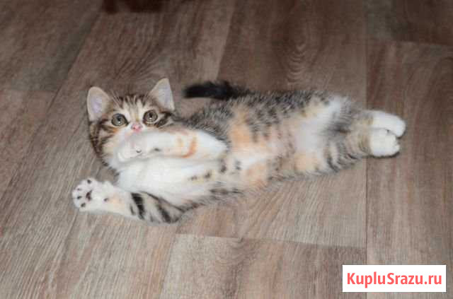 Продается шотландская кошечка(скоттишь страйт) Калуга - изображение 1