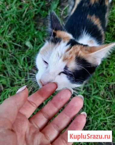 Трёхцветная кошка Луга - изображение 1