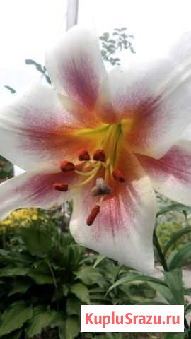 Лилии, лилейники,хосты и др.многолетники Ногинск - изображение 1