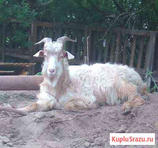 Козел Калуга