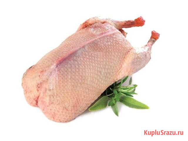 Мясо Домашней Бройлерной утки (Мулард) Богданович - изображение 1