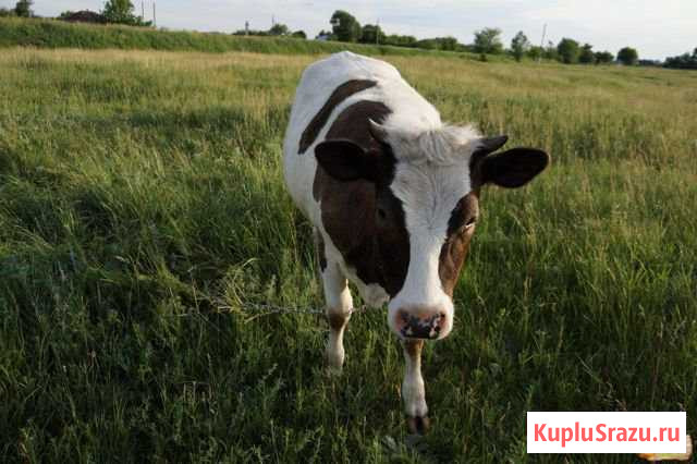 Продам телку Зуевка - изображение 1