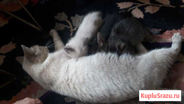 Отдам в дар котят Дьяконово - изображение 1