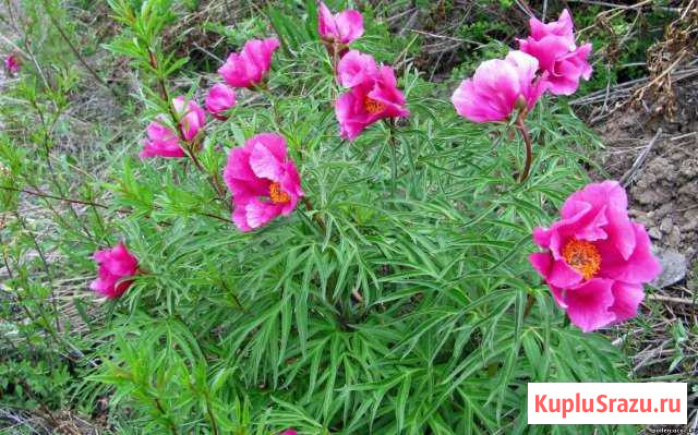 Пион Марьин корень Егорьевск - изображение 1