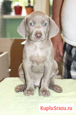 Щенки веймаранера Большие Вяземы - изображение 1