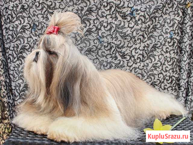 Ши тцу щенки Кострома - изображение 1