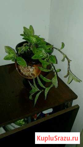 Традесканция Мытищи - изображение 1