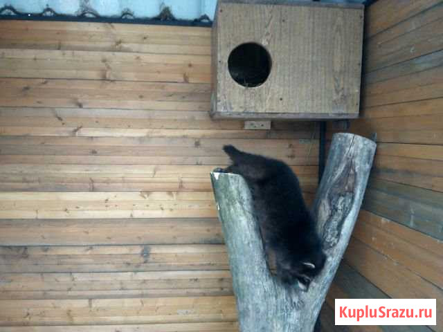 Енот-полоскун Воронеж - изображение 1