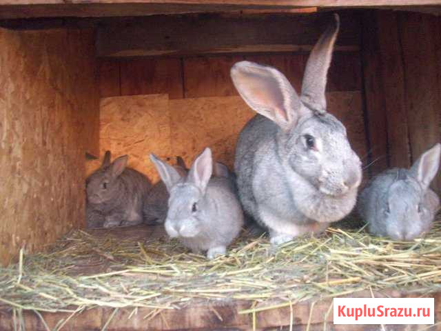 Кролики породы великан, шиншилла Калуга - изображение 1