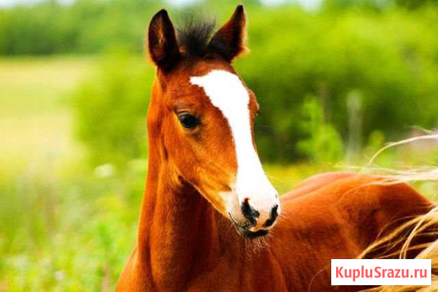 Жеребчик 2019 Кострома - изображение 1