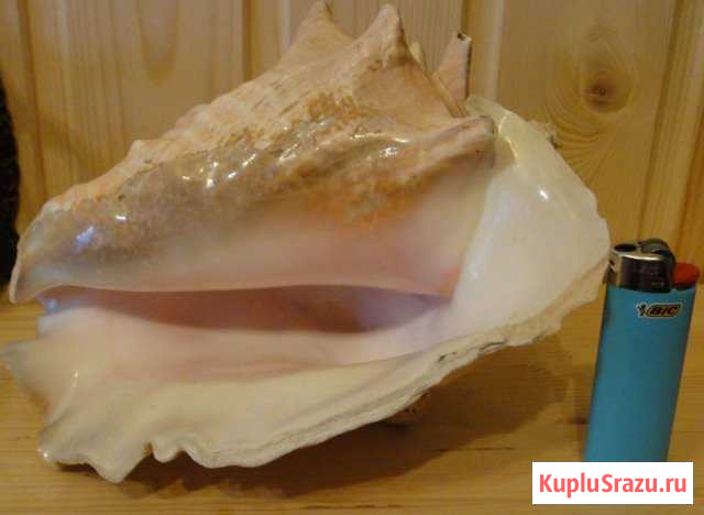 Ракушка. Красное море Луга - изображение 1