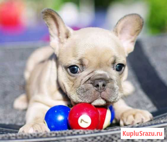 Французский бульдог щенки Химки - изображение 1