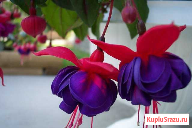 Фуксия dollar princess Ногинск - изображение 1