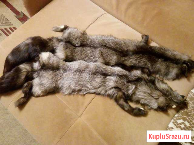 Шкурки чернобурки Омск - изображение 1