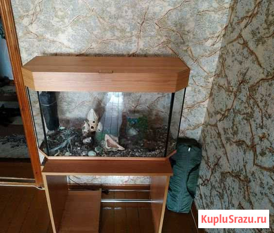 Аквариум Старый Оскол - изображение 1