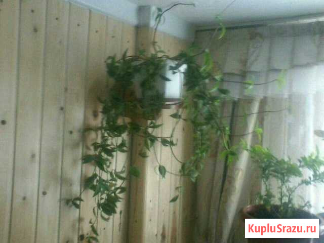 Комнатные цветы Владимир - изображение 1