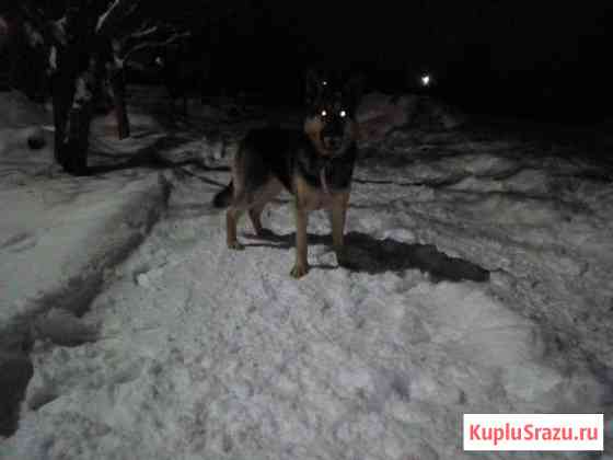 Кобель немецкой овчарки для вязки Борисоглебск