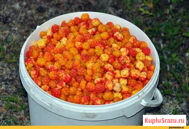 Ягоды Архангельск - изображение 1