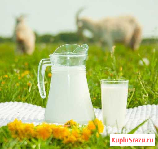 Натуральное козье молоко, без запаха и привкуса Михайловск - изображение 1